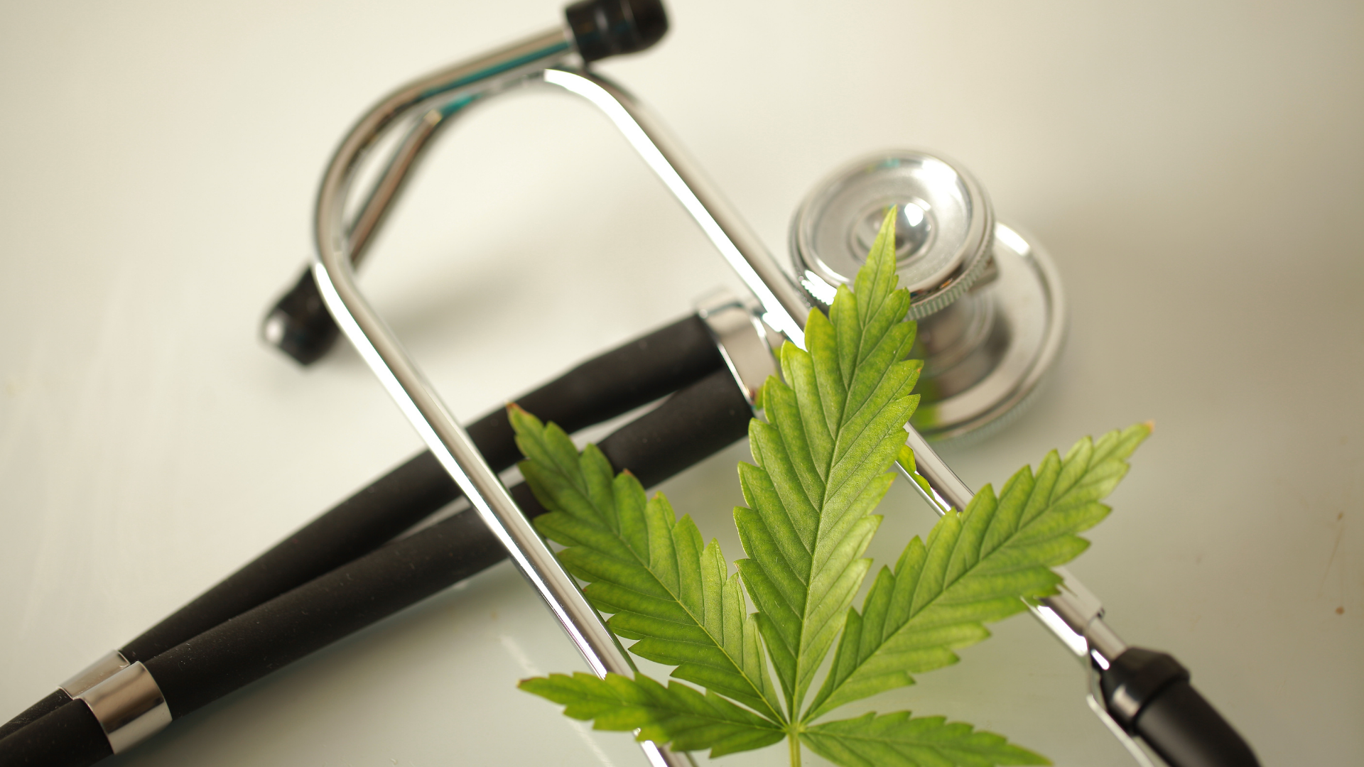 Cannabis Micro business License